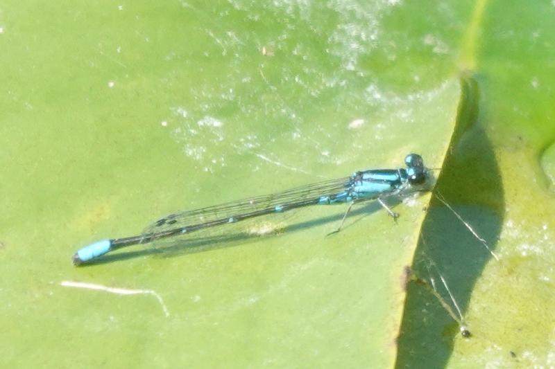 Photo of Skimming Bluet