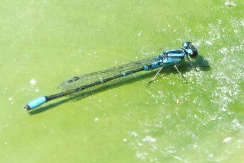 Photo of Skimming Bluet