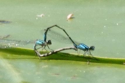 Photo of Skimming Bluet