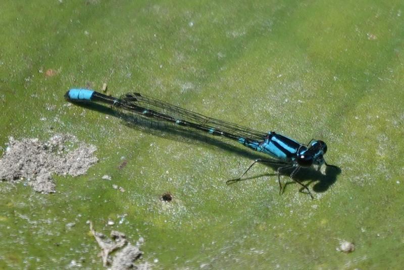 Photo of Skimming Bluet