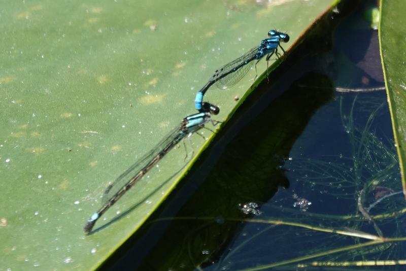 Photo of Skimming Bluet