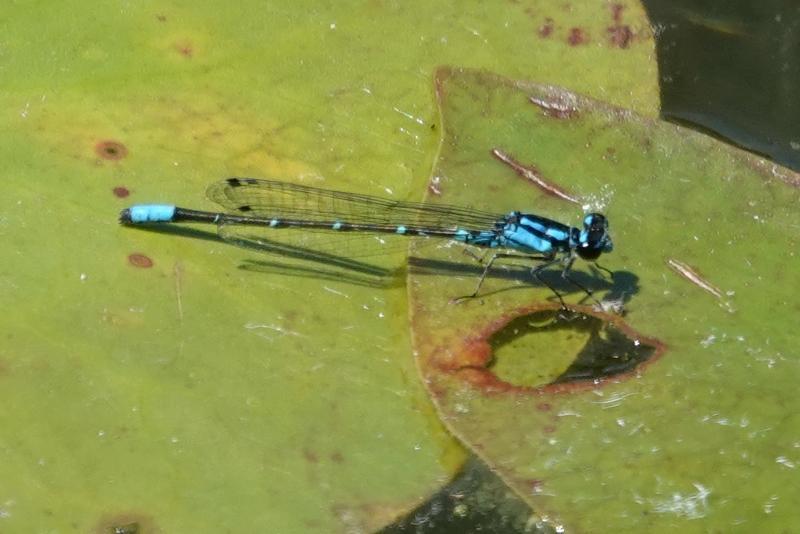 Photo of Skimming Bluet