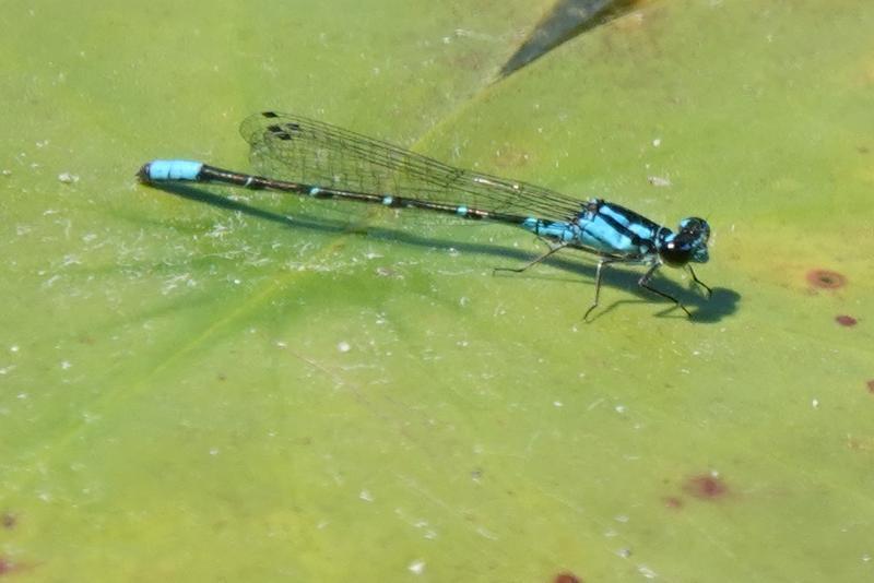 Photo of Skimming Bluet