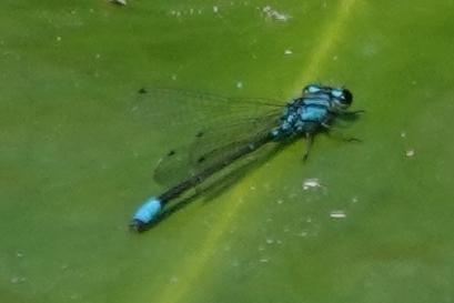 Photo of Skimming Bluet