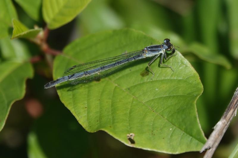 Photo of Eastern Forktail