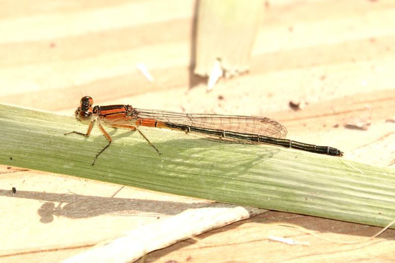 Photo of Eastern Forktail