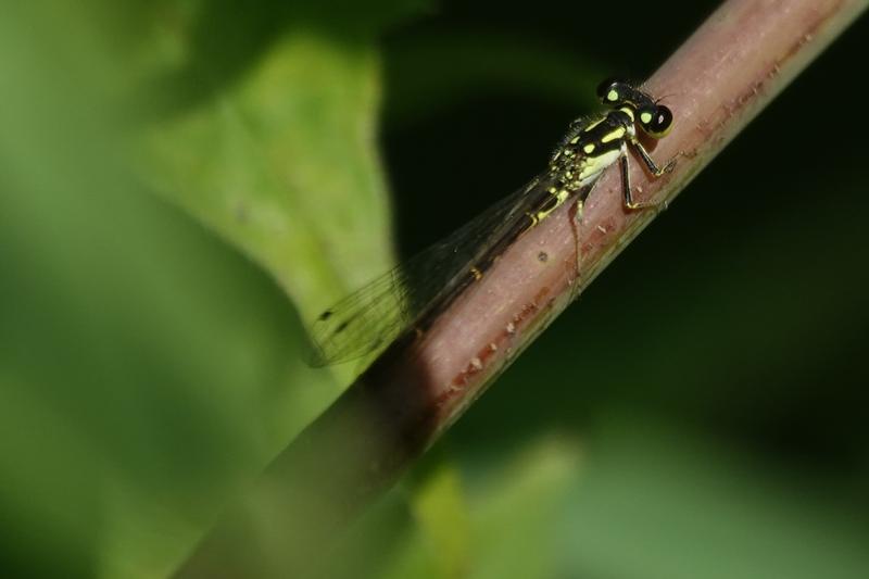 Photo of Fragile Forktail