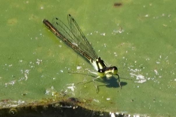 Photo of Fragile Forktail