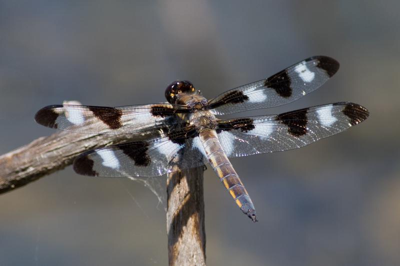 Photo of Twelve-spotted Skimmer