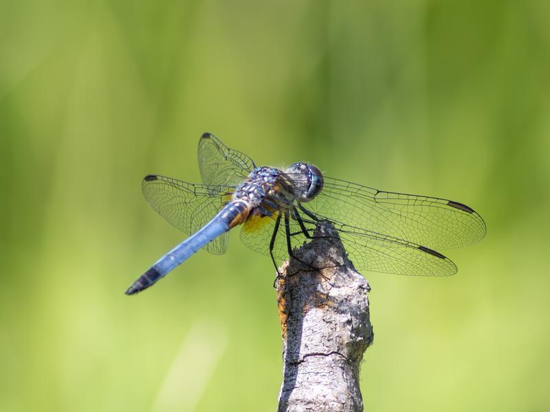 Photo of Blue Dasher