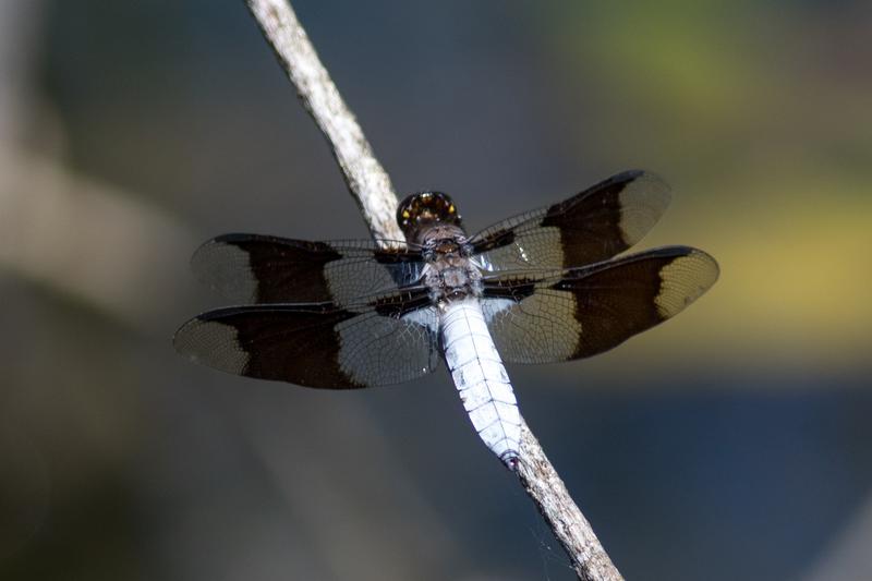 Photo of Common Whitetail