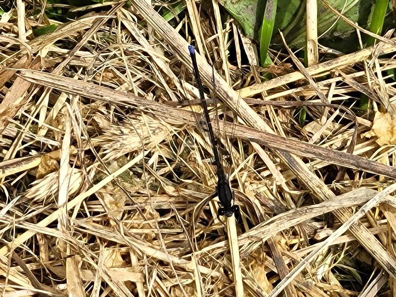 Photo of Blue-tipped Dancer