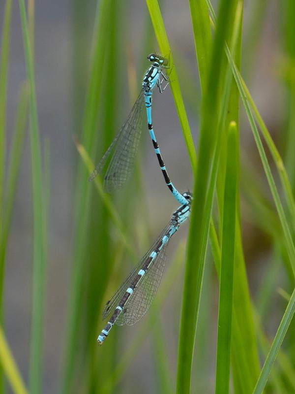 Photo of Subarctic Bluet