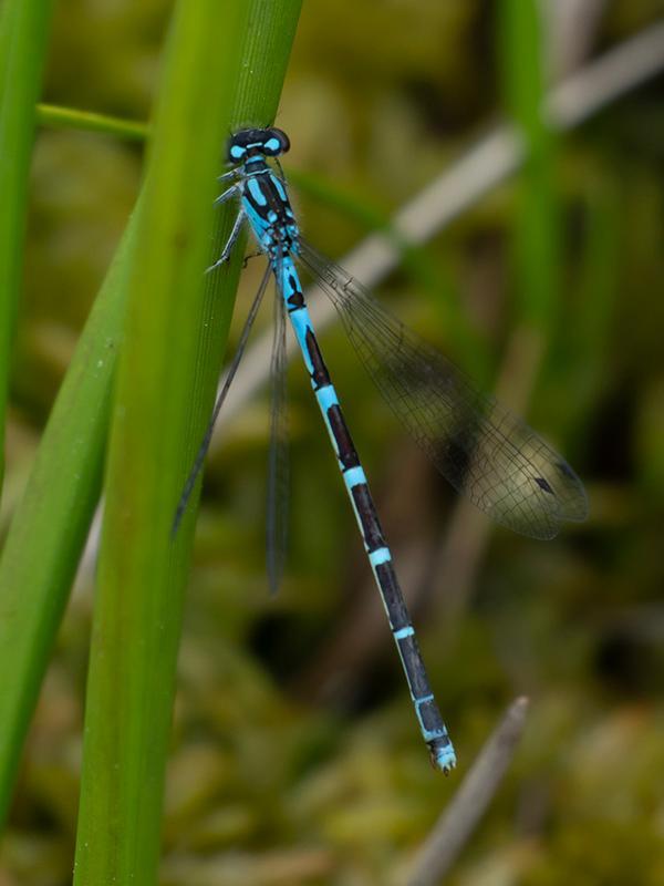 Photo of Subarctic Bluet