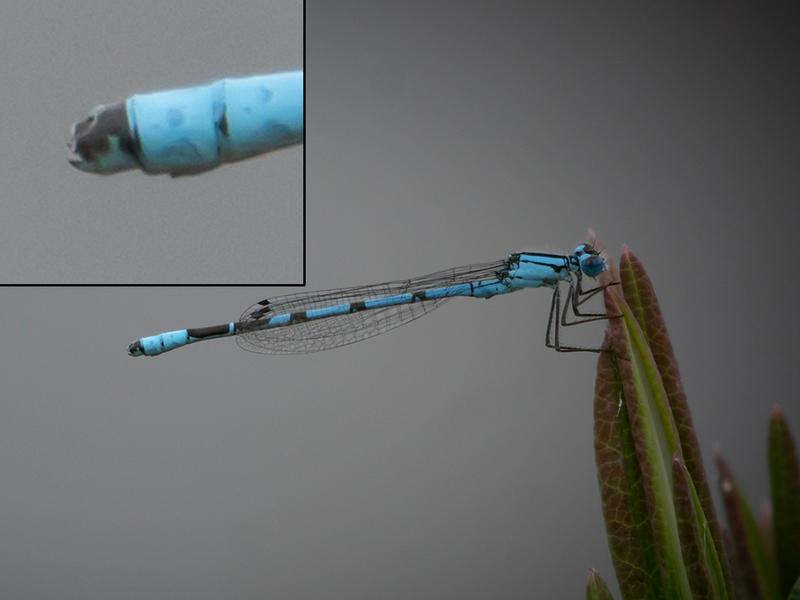 Photo of Boreal Bluet