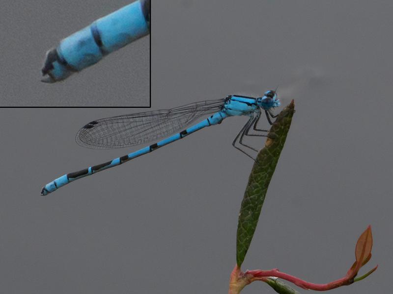 Photo of Northern Bluet