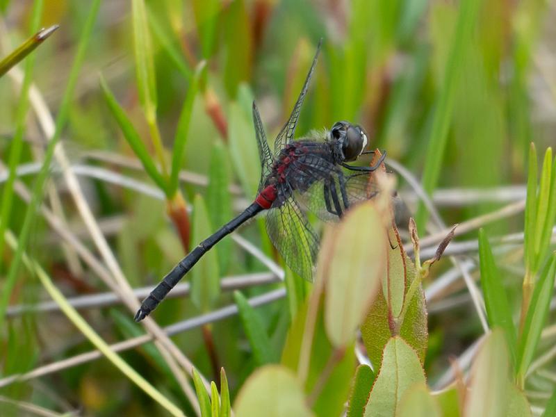 Photo of Crimson-ringed Whiteface