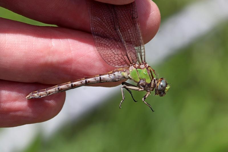 Photo of Sioux Snaketail