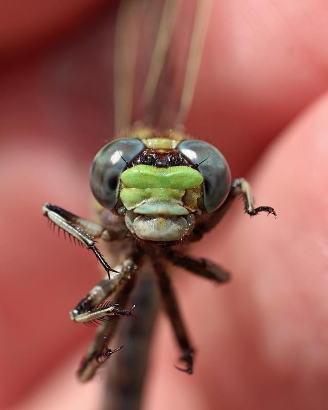 Photo of Sioux Snaketail