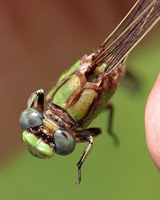 Photo of Sioux Snaketail