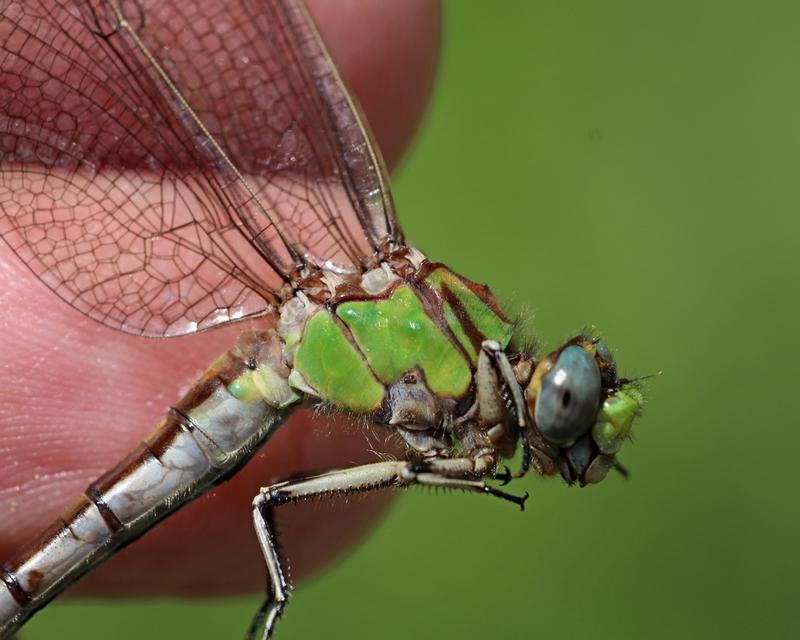 Photo of Sioux Snaketail