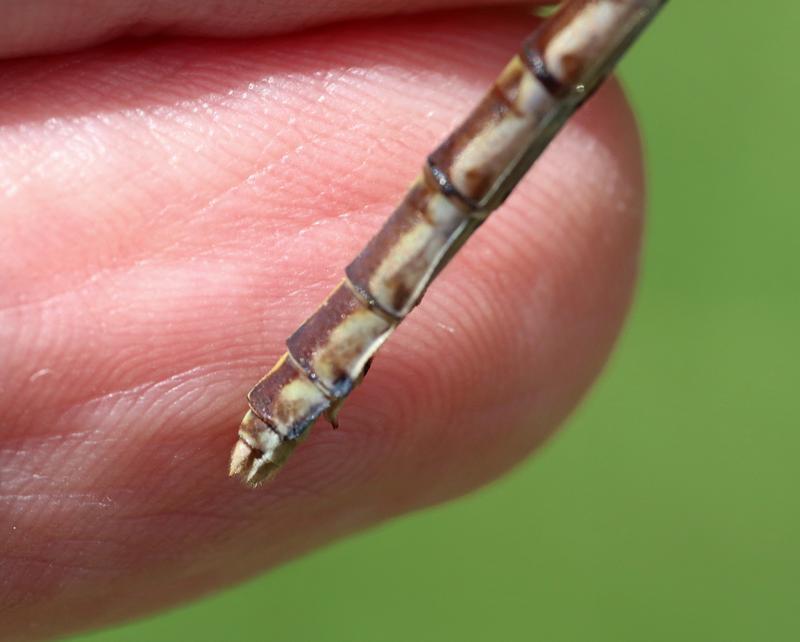 Photo of Sioux Snaketail