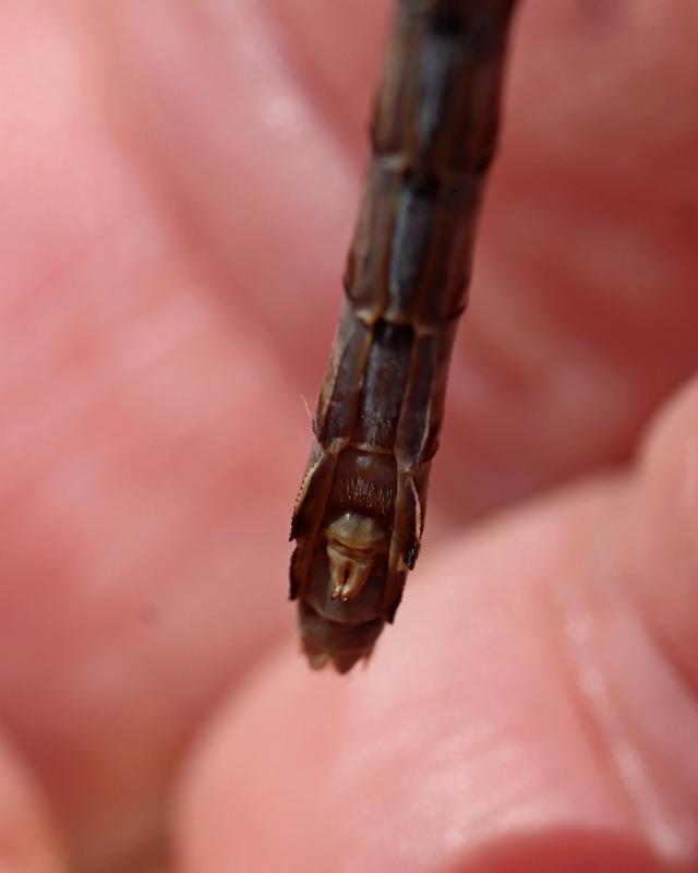 Photo of Sioux Snaketail