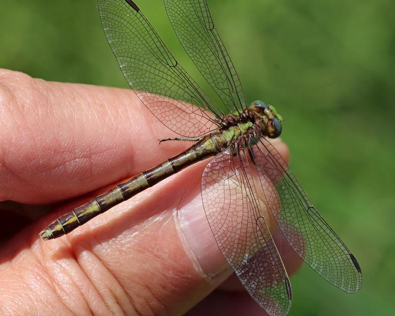 Photo of Sioux Snaketail