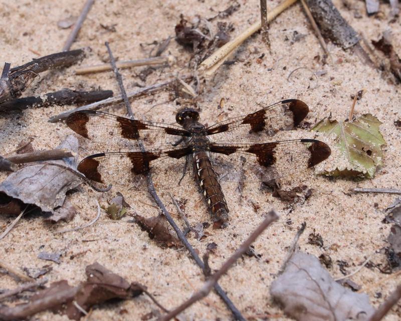Photo of Common Whitetail