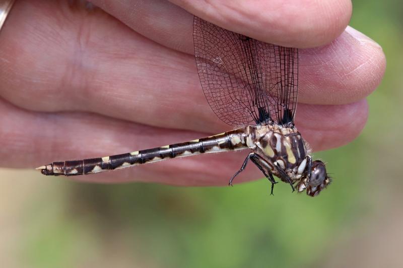 Photo of Common Sanddragon