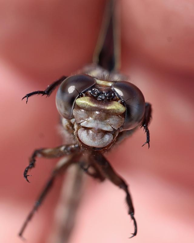 Photo of Common Sanddragon