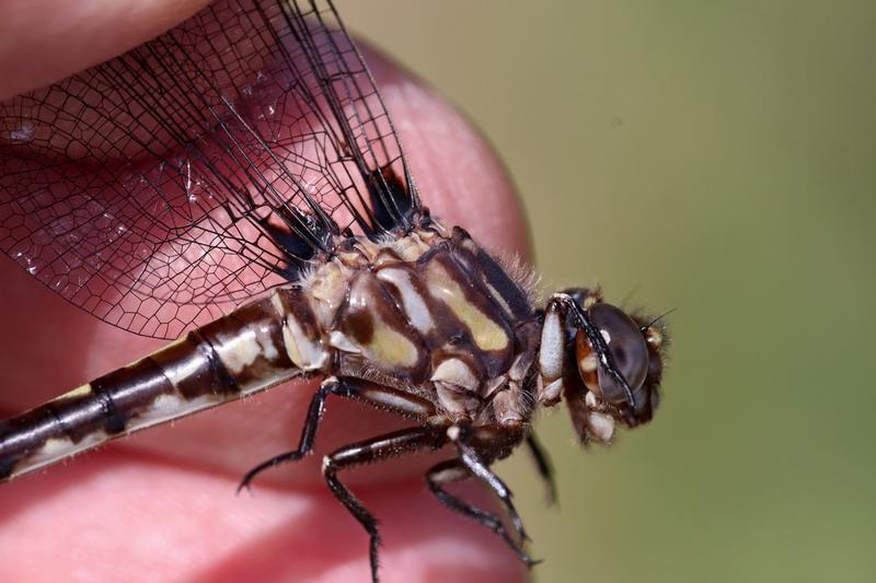 Photo of Common Sanddragon