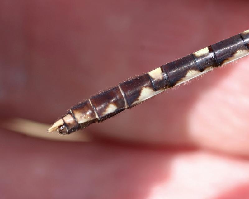 Photo of Common Sanddragon
