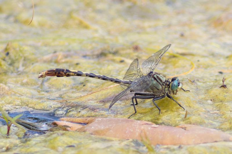Photo of Unicorn Clubtail