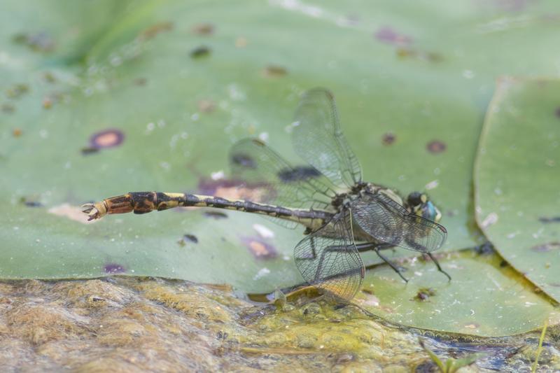 Photo of Unicorn Clubtail