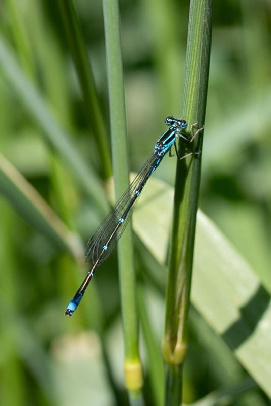 Photo of Stream Bluet