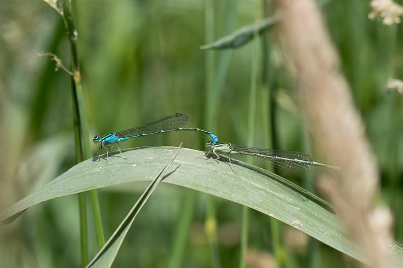 Photo of Stream Bluet