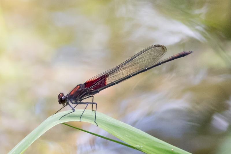 Photo of American Rubyspot
