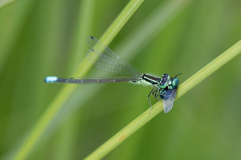 Photo of Eastern Forktail