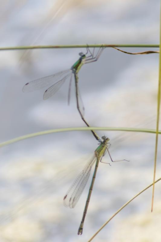 Photo of Elegant Spreadwing