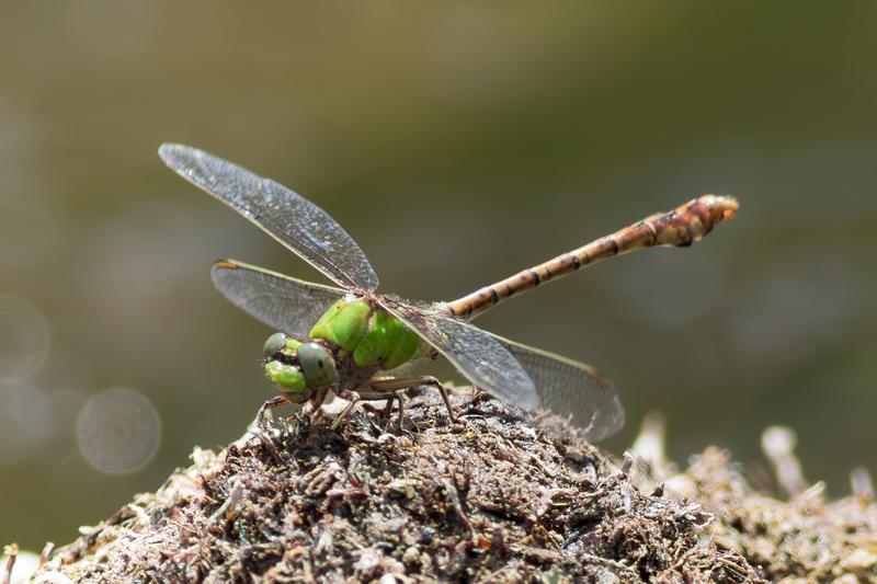 Photo of Rusty Snaketail