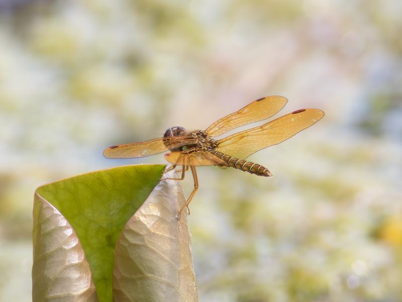 Photo of Eastern Amberwing