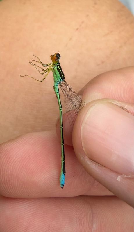 Photo of Rainbow Bluet