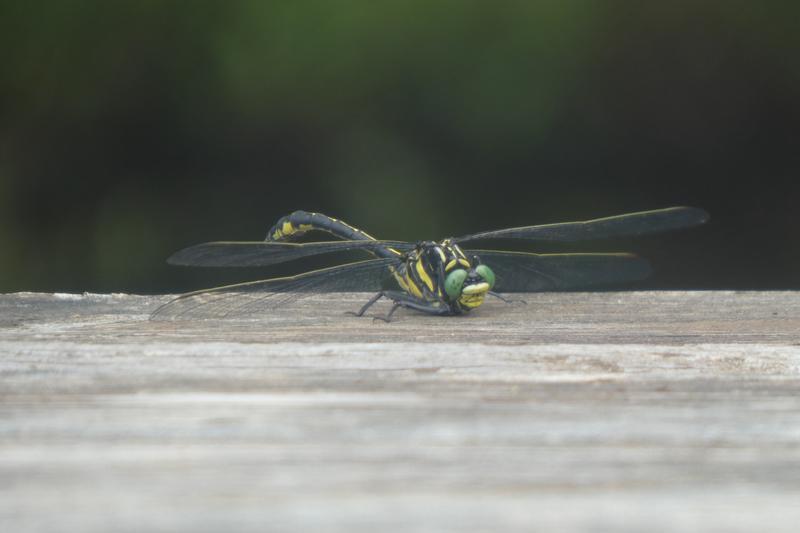 Photo of Dragonhunter