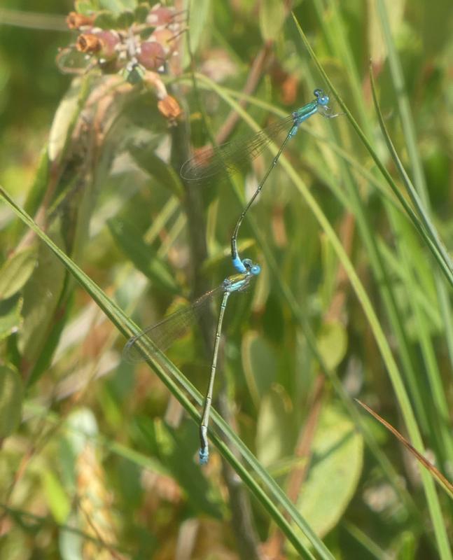 Photo of Sphagnum Sprite