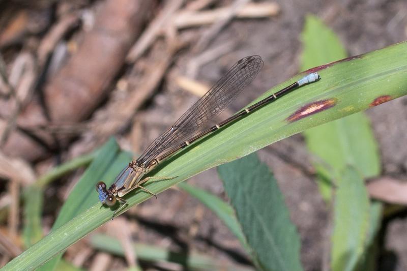 Photo of Blue-fronted Dancer