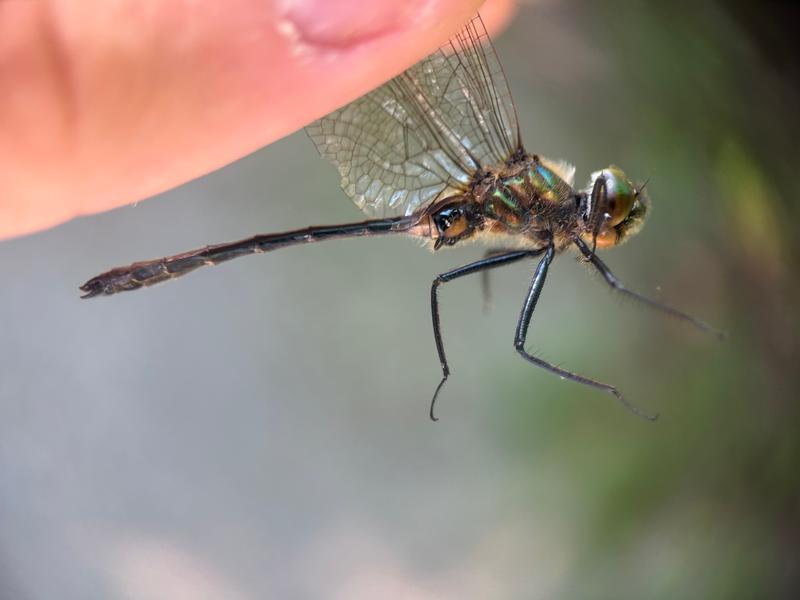 Photo of Racket-tailed Emerald