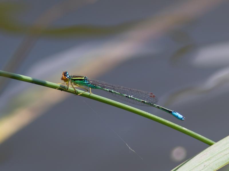 Photo of Rainbow Bluet