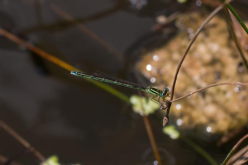 Photo of Rainbow Bluet