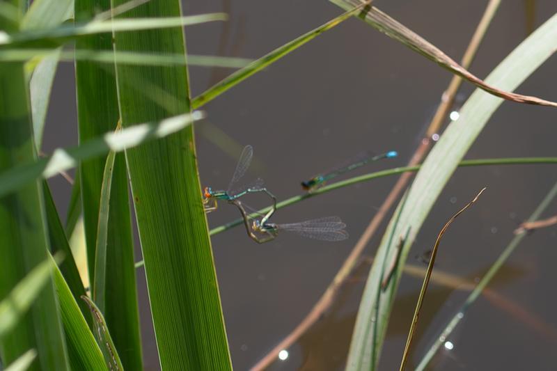 Photo of Rainbow Bluet